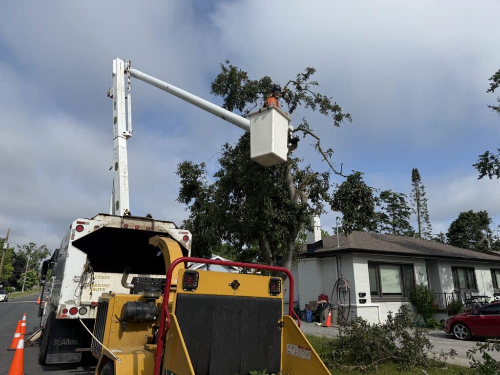 Tree Removal Simcoe County, Ottawa and surrounding areas ​