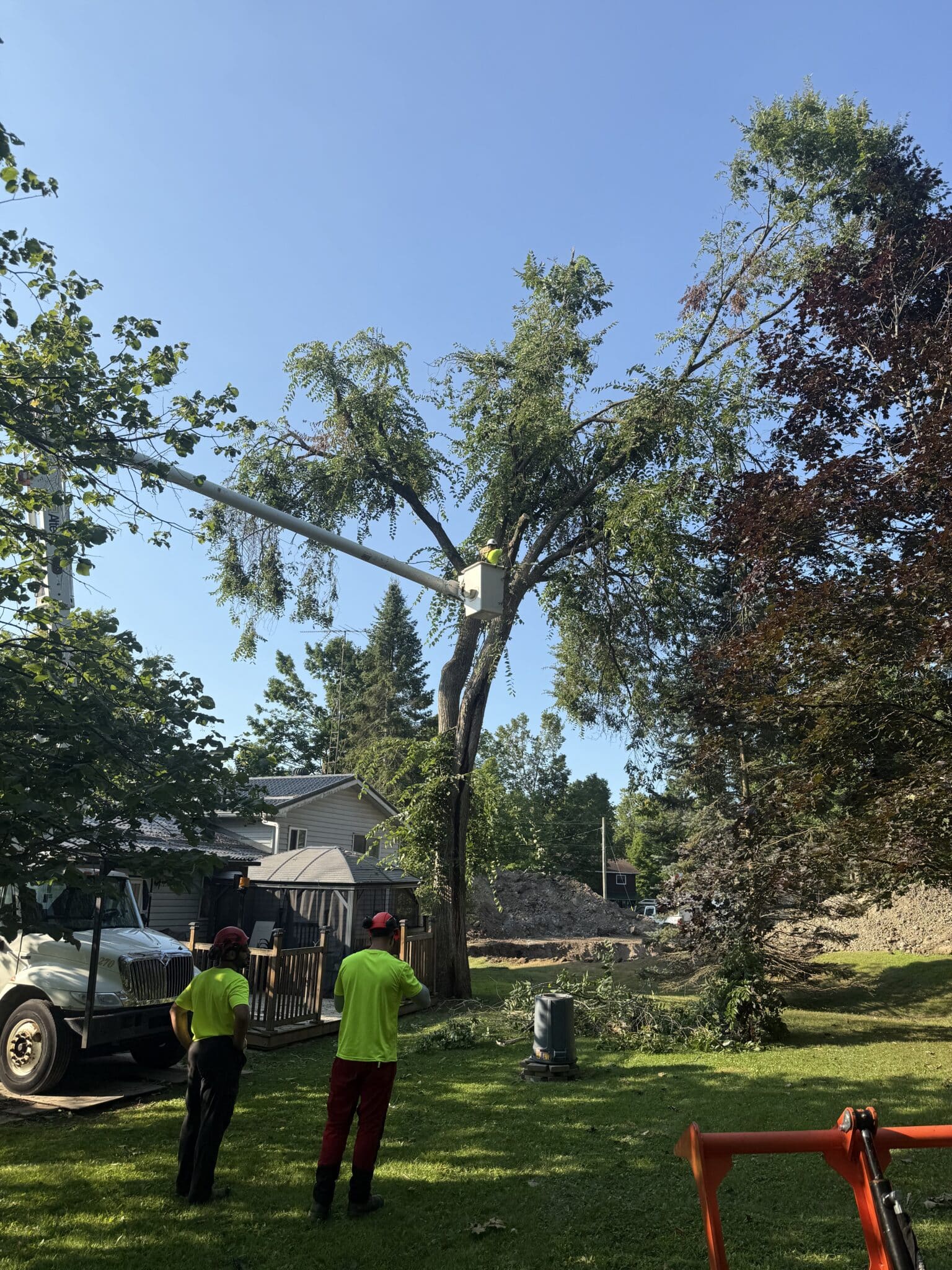Trusted Tree Removal Professionals in Ottawa​
